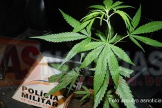 PM prende dois suspeitos de trafico de drogas que atropelaram Militar durante abordagem no Jardim dos Ipês 